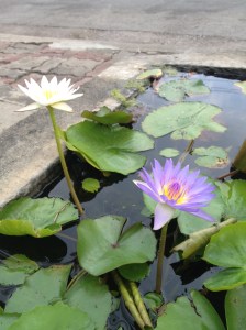 A lotus thriving in a concrete tub on the roadside in Thailand