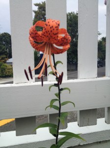 A tiger lily from my garden, just like the ones my mother and grandmother grew.