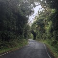 A tunnel of green near Dawson Falls on Mt Taranaki