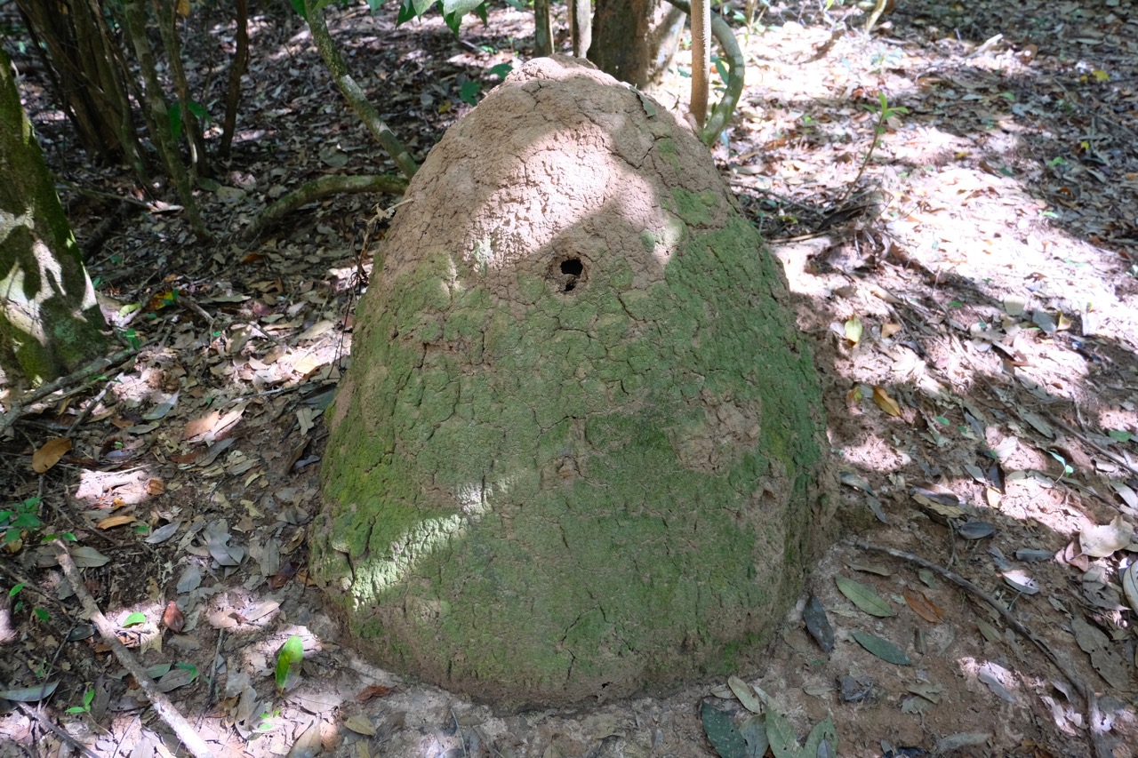 termite mound in Nam Ha NPA