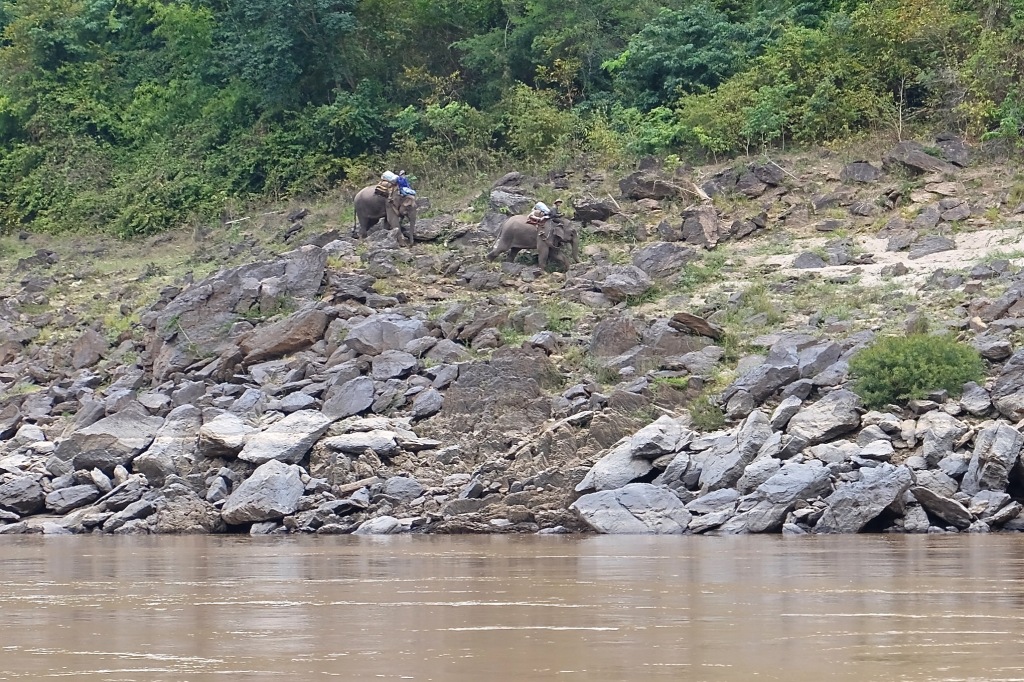 Elephants on the banks of the Mekong