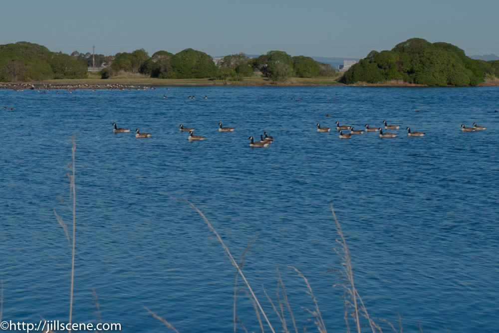 Twitching, Ahuriri Estuary, Napier, New Zealand 